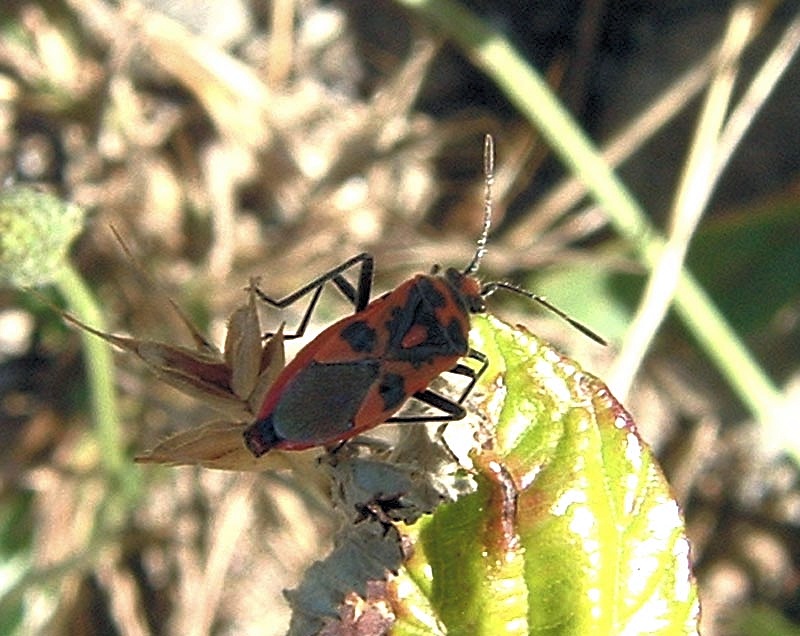 Corizus hyoscyami (Heteroptera, Rhopalidae)